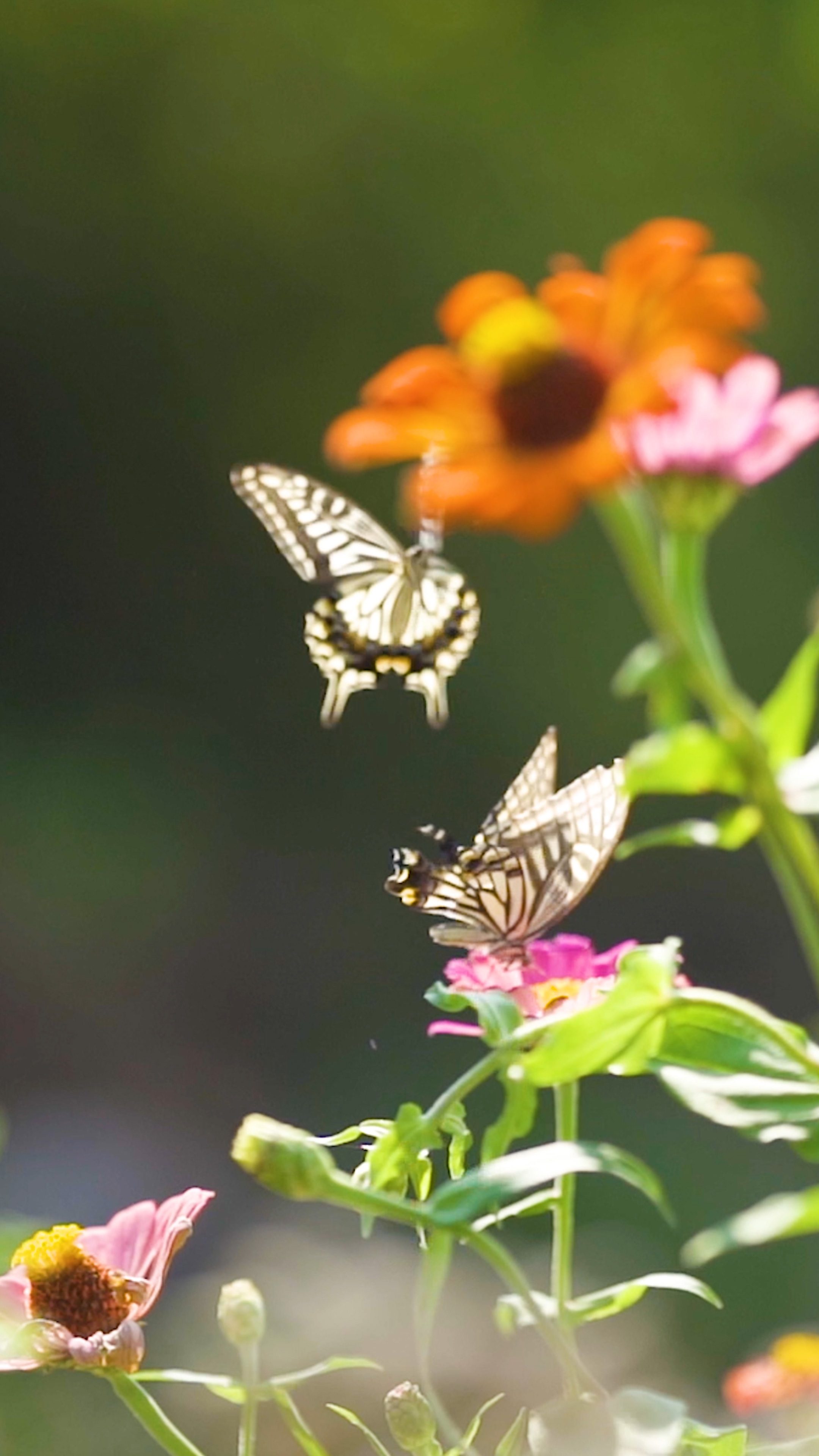 4k实拍唯美意境花丛飞舞的彩蝶视频特效素材
