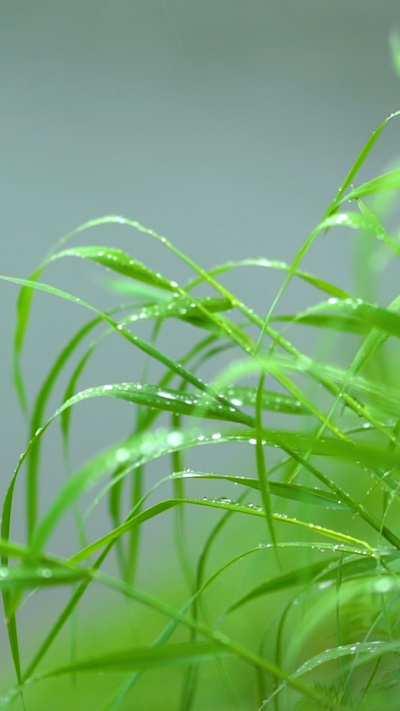 1080p唯美雨天雨后植物小草上的露珠风景意境视频
