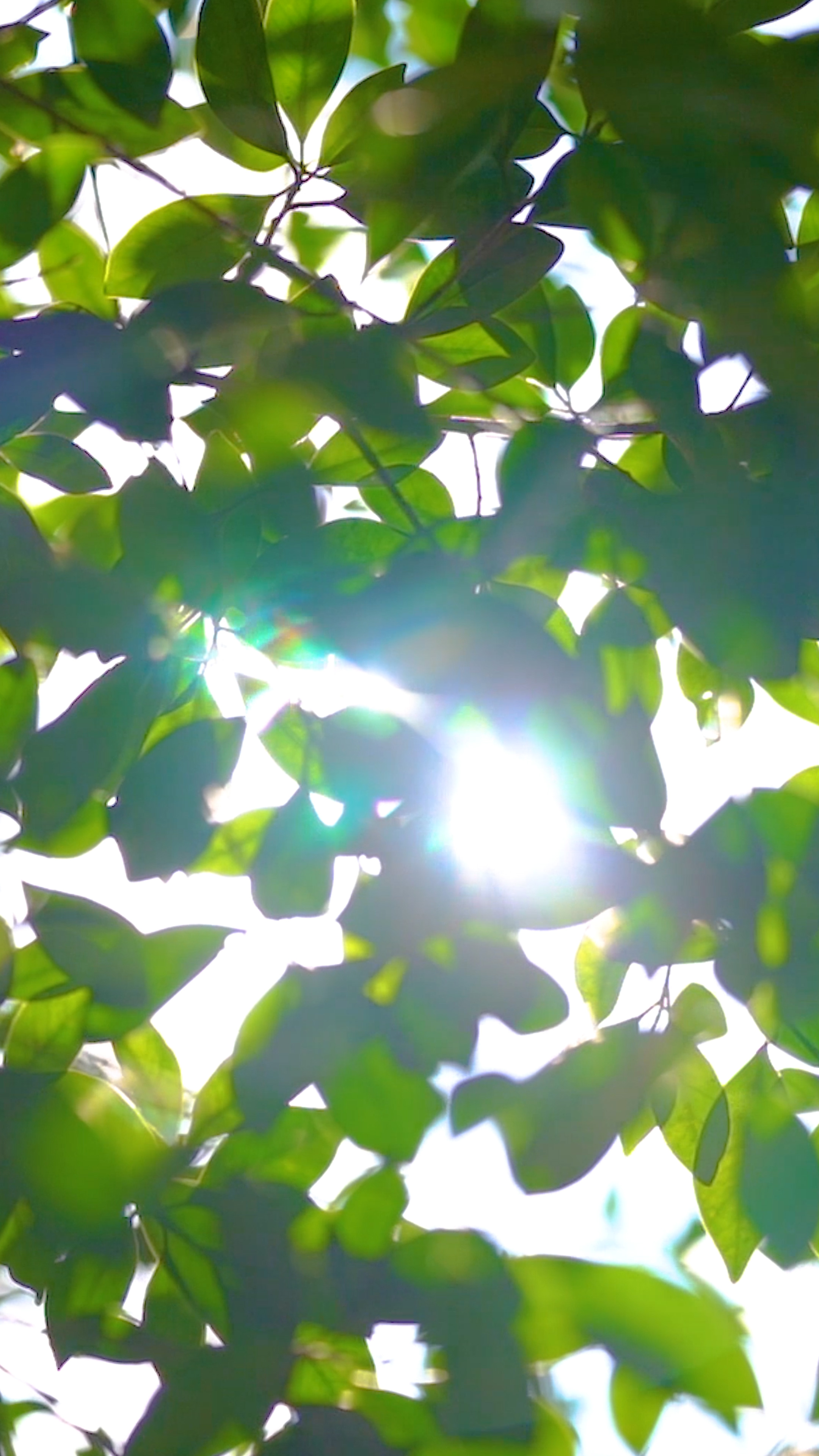 4k实拍唯美夏日阳光透过植物