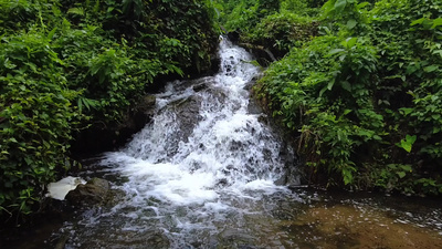 山间小溪水河流水瀑布树木枝叶视频实拍素材