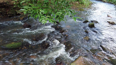 山间小溪水河流水瀑布树木枝叶视频实拍视频素材
