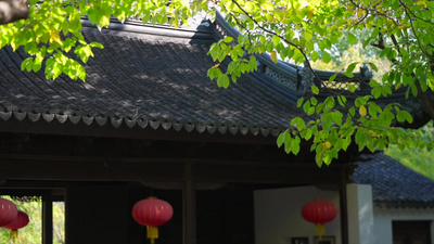 唯美秋天风景树叶黄了古风屋檐实拍视频实拍