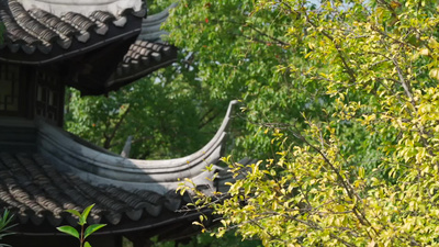 红墙空镜实拍视频素材唯美秋天风景树叶黄了古风屋檐实拍实拍素材