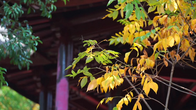 唯美秋天风景树叶黄了古风屋檐实拍实拍视频素材