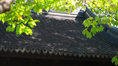 红墙空镜实拍视频素材唯美秋天风景树叶黄了古风屋檐实拍视频实拍