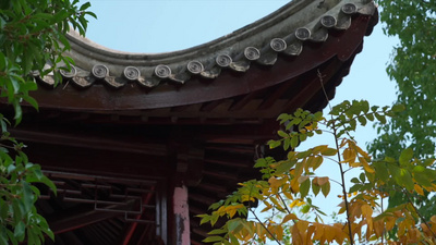 唯美秋天风景树叶黄了古风屋檐实拍实拍素材