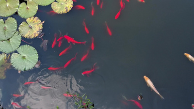 莲花池游动的一群观赏鱼视频实拍素材