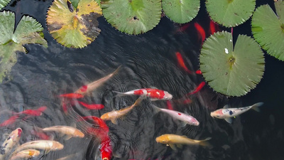 鳅鱼实拍视频素材莲花池游动的一群观赏鱼视频视频实拍