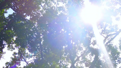 春天的早晨阳光树荫光影树木树枝树叶实拍视频素材