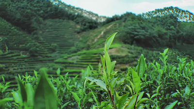 茶山茶叶特写唯美宣传片茶叶镜头视频实拍