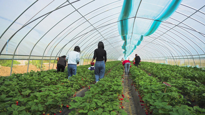 香妃园实拍视频素材4K实拍草莓草莓园草莓成熟采草莓水果大棚视频实拍
