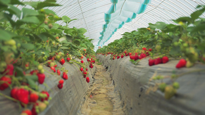 香妃园实拍视频素材4K实拍草莓草莓园草莓成熟水果水果大棚视频实拍