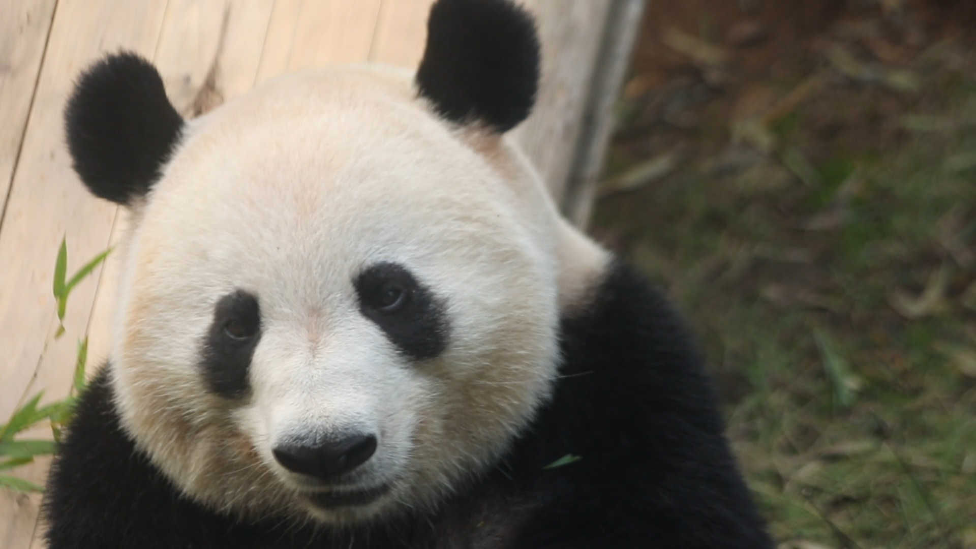 熊猫视频(1)_熊猫视频 中文字幕 熊猫视频(1)_熊猫视频 中笔墨幕（熊猫视频完美版） 磁力资讯