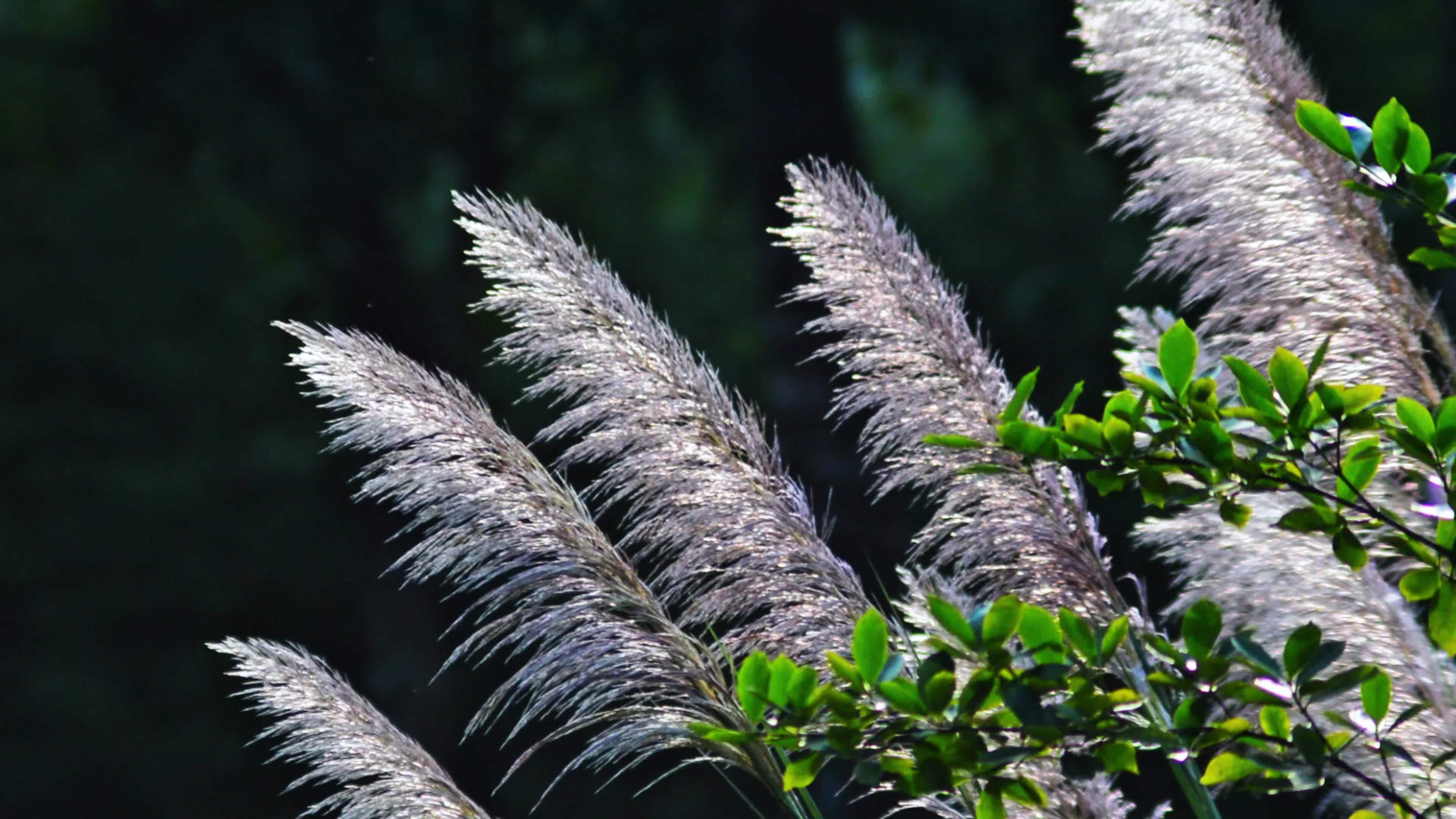 芦苇芦苇花芦苇草芦苇丛视频视频实拍视频特效素材