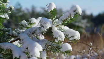 雪地里躺着松树的树枝在阳光下合拢站在森林里的云杉