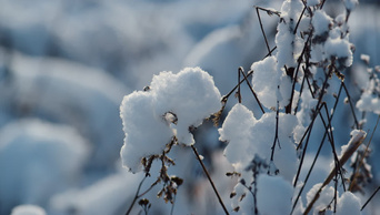 干枯的植物覆盖着田野上的白霜寒冷天气下的积雪大自然