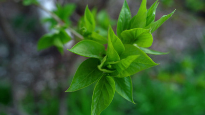 绿叶盛开在森林里的树木春天花园里的绿色植物