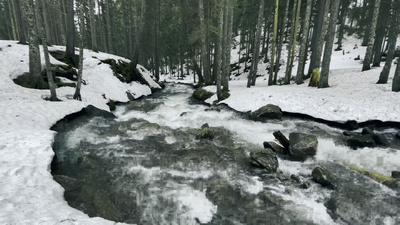 白雪覆盖的冬日森林中的河流流经岩石急流的冬季水流
