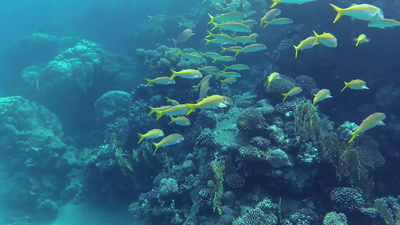 红海珊瑚礁黄鳍鲷鱼群游