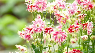 耧斗菜花朵绽放