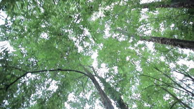 林间树木
