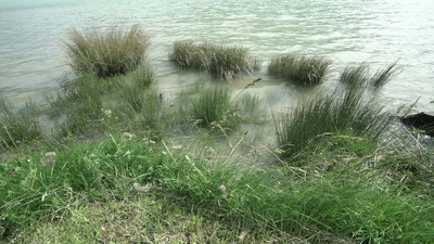 湖岸青草