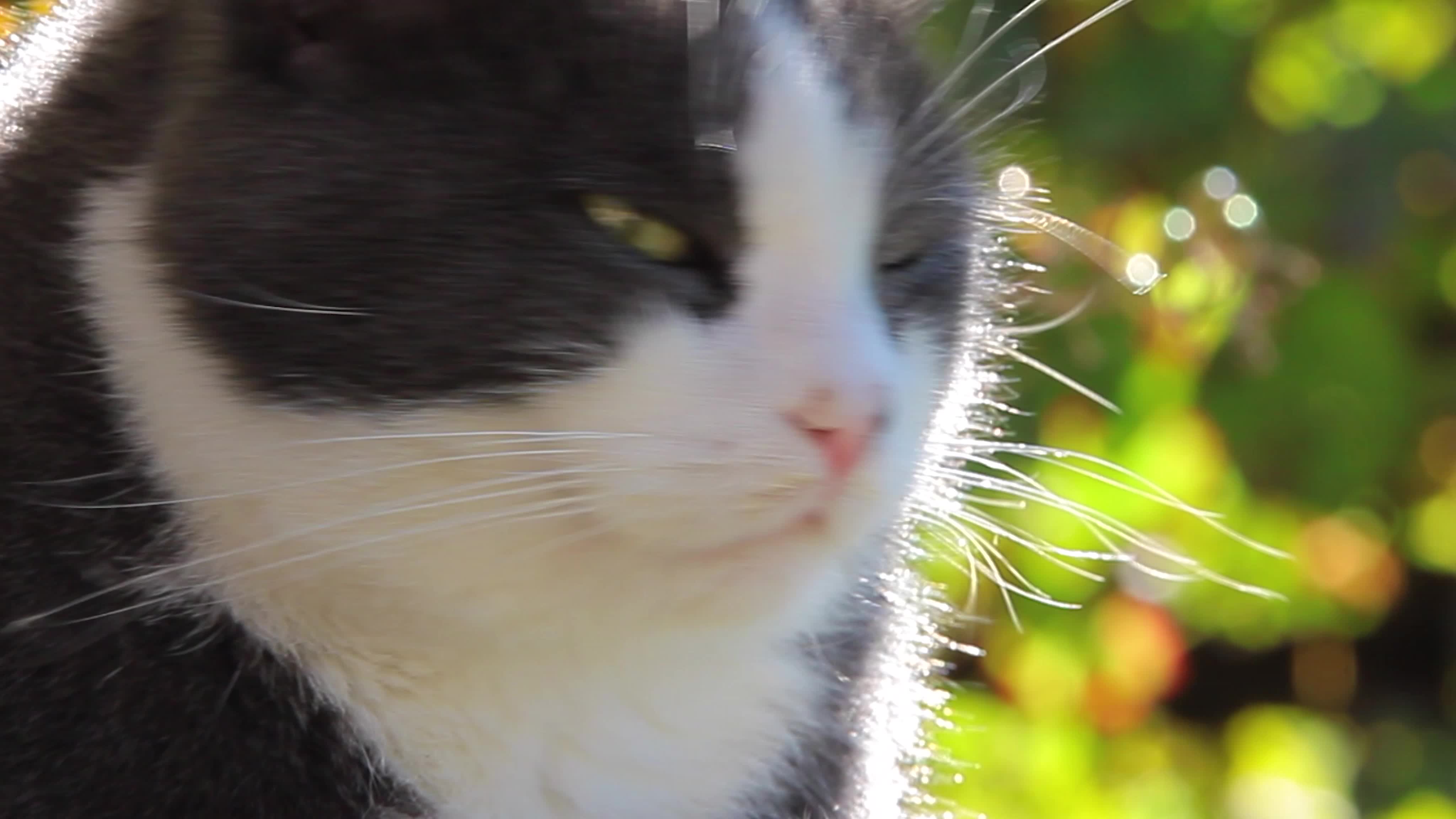 猫的特写镜头视频特效素材-千库网