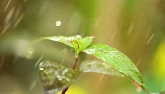 带着雨的植物叶子特写背景