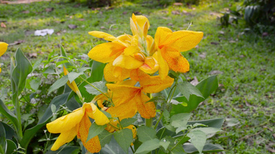 黄色马蹄莲是天南星科水仙属多年生开花植物草本植物雏菊盛开夏季