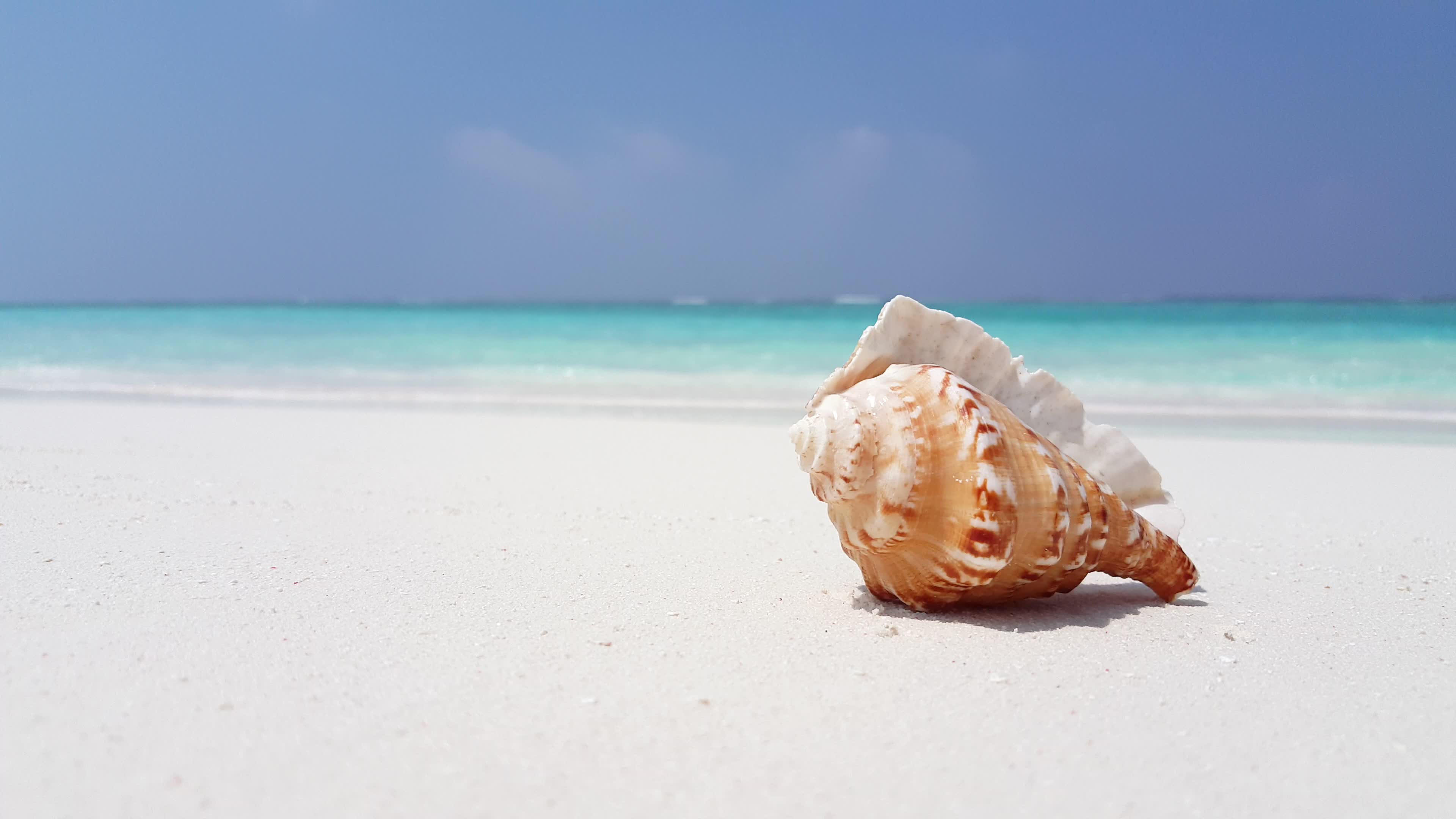 夏威夷海滩沙滩上美丽的贝壳