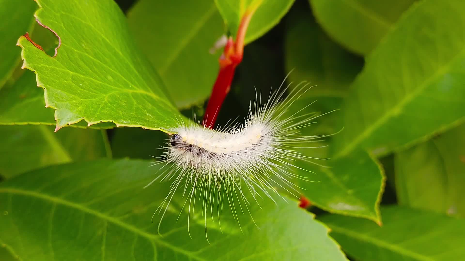 树篱树叶上的网虫毛毛虫2慢动作视频特效素材