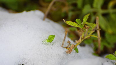 春天植物床上融化的雪和雪花莲游戏中时光倒流