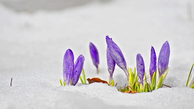 藏红花第一朵春天的花在融化的雪之间特写白色的花朵