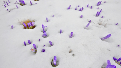 雪白的冬雪上藏红花的春梢源源不断地绽放在融化的积雪上飞过春花
