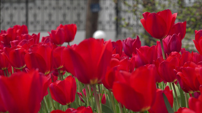 4郁金香在风中飘扬