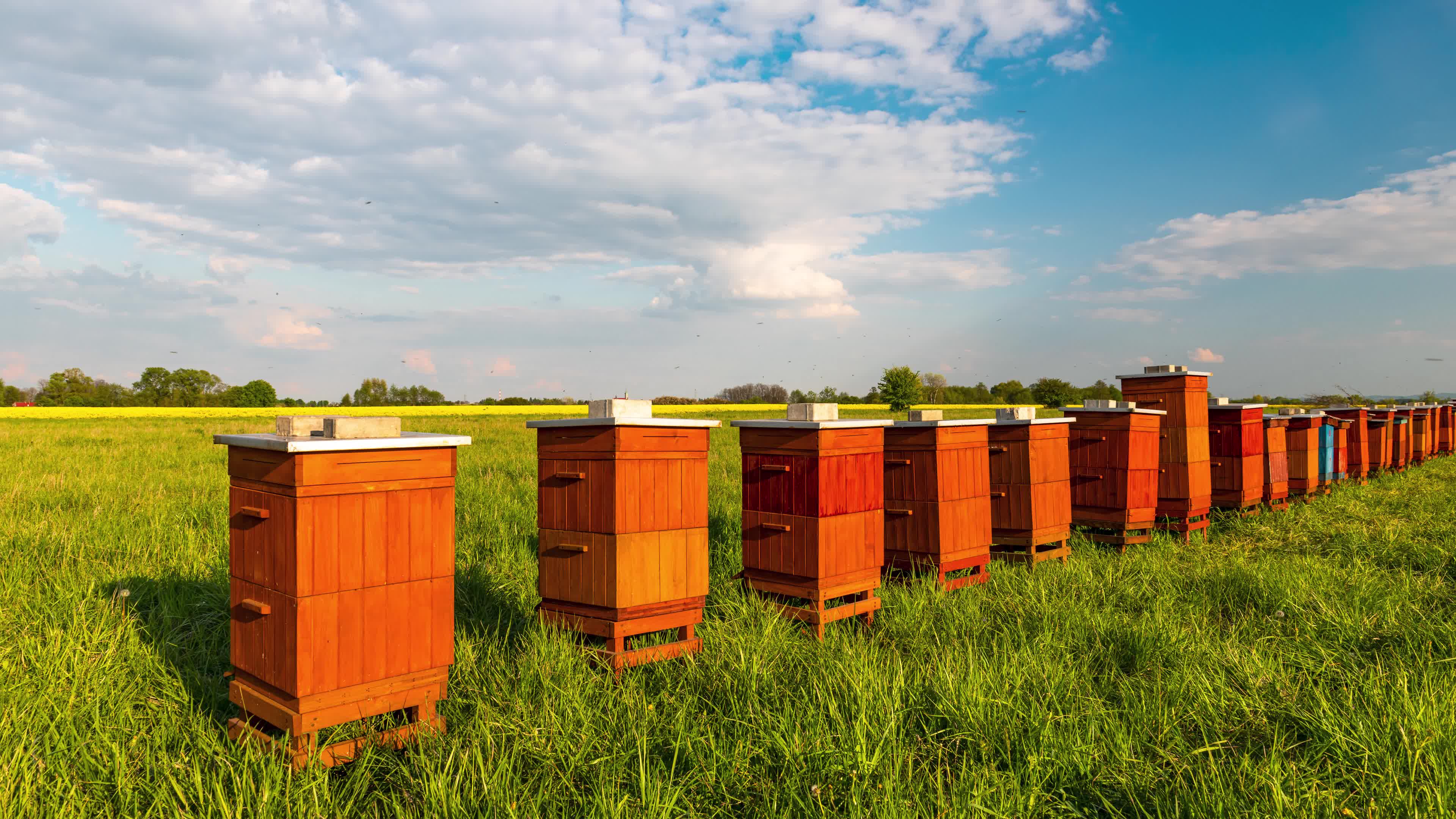 在一个田园诗风景的蜂箱 库存照片. 图片 包括有 适合, 夏令时, 昆虫, 寻呼机, 蜂巢, 结构树, 田园诗 - 70565146