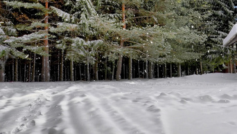 下雪飘落在松林间的雪花冬季设计理念平底秧苗