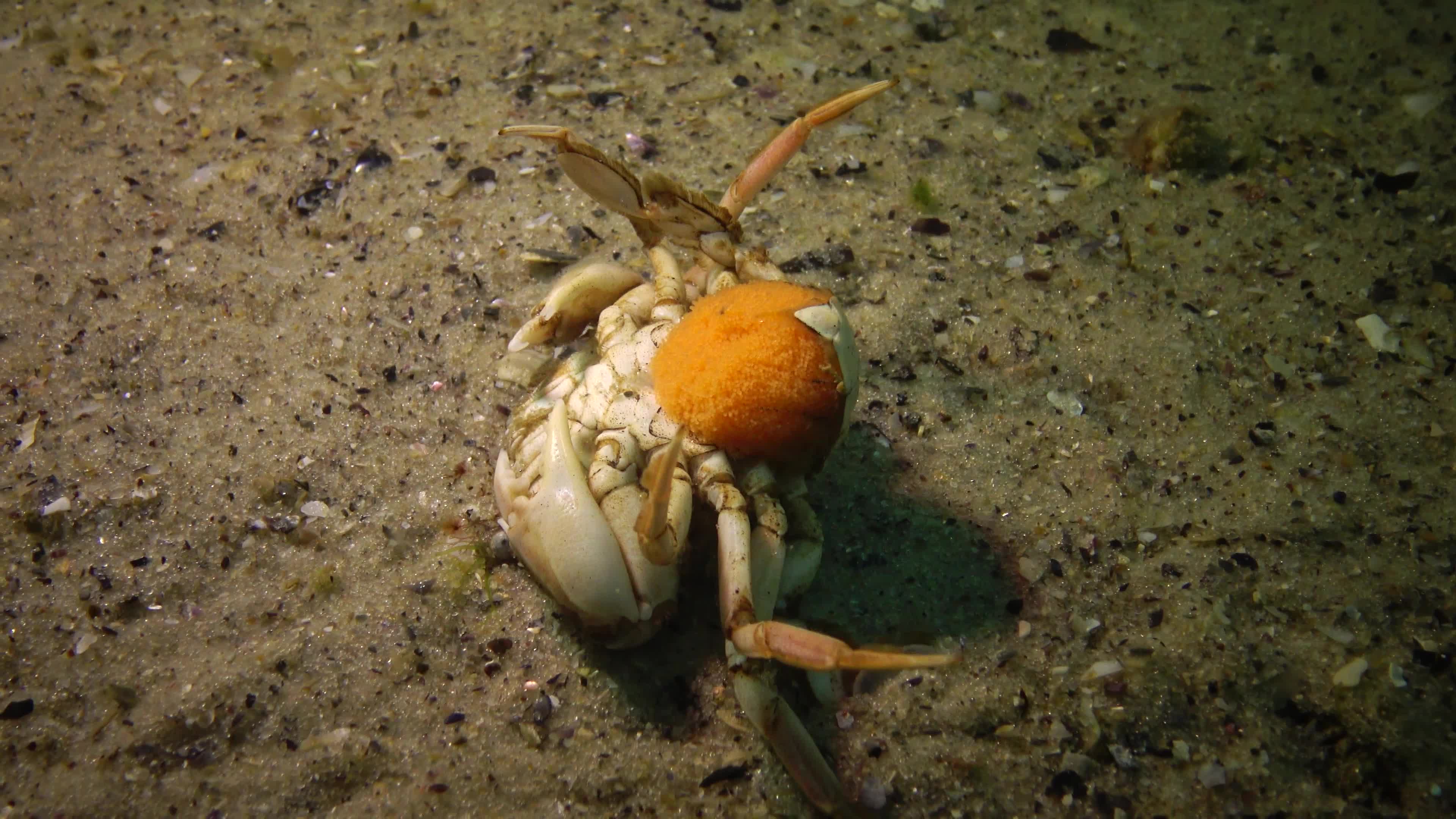 游蟹一只拿着鱼子酱的雌性仰卧着小鱼攻击它黑海视频特效素材