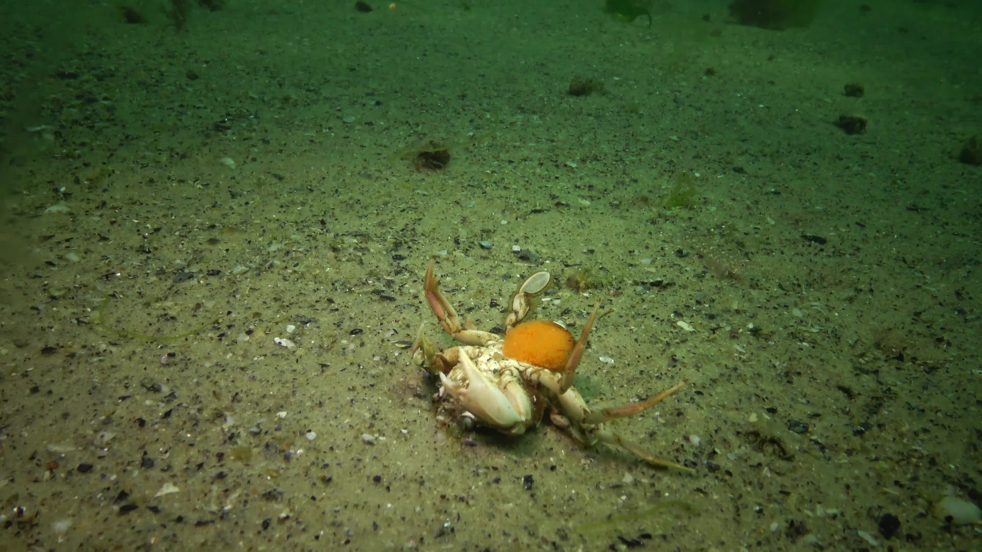 游蟹一只拿着鱼子酱的雌性仰卧着小鱼攻击它黑海视频特效素材
