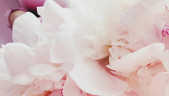 4K美丽的白色和粉色牡丹花作为背景婚礼和花卉装饰