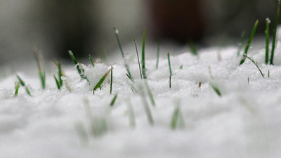 冬天草地上雪花飘落草叶随风搅动