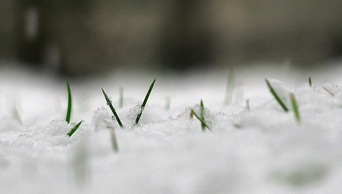 春草上的雪生长冬天冬季