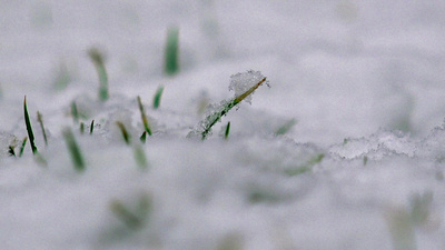 春雪飘落草地冬季背景