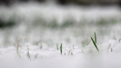冬天转春天实拍视频素材雪花落在草坪上冬天