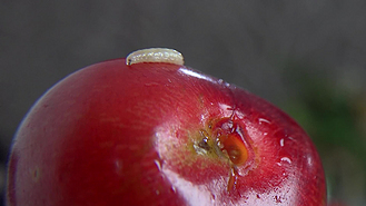 新鲜成熟多汁的樱桃上的果虫极其特写