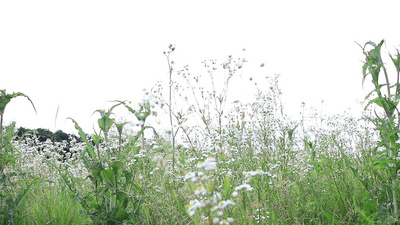 野生白花植物花朵风景