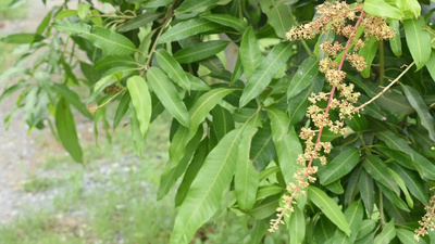 在风中摇摆的芒果树或芒果树的白色花朵和小昆虫