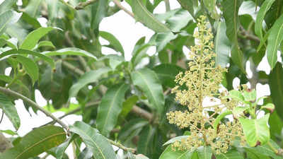 芒果树或芒果的白花在风和小昆虫中摇曳