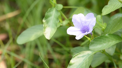 婚礼路引花球实拍视频素材一种在风中摇摆的紫花或乳香草属植物
