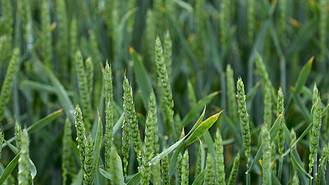 小麦胚芽图片素材_绿色小麦胚芽的特写镜头雨滴